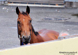 NewtonAbbotRaces1308 029wm