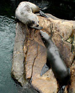 Reunited [Photo Credit: Living Coasts]