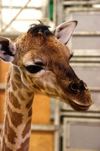 The calf is being reared by keepers, Photo Credit: Paignton Zoo