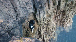 dog cliff 1
