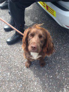 Rolo has been helping officers