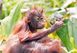 Baby Orangutuan Natalia