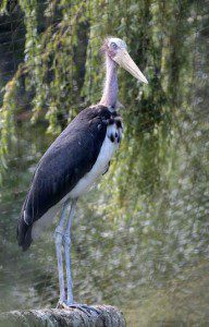 Paignton Zoo