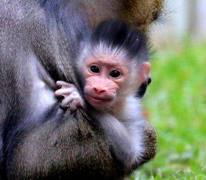 Tiny Mandrill