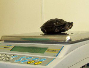 2015 10 PZ black marsh turtle 6