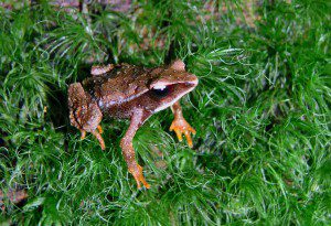 2016 01 WWCT toad find 1