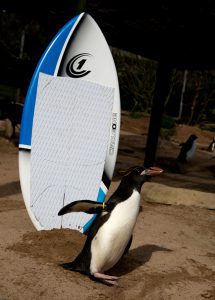 2016 04 LC World Penguin Day surfboard 5