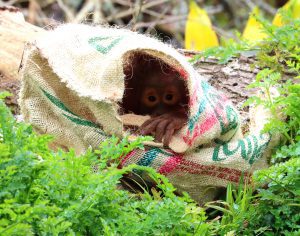 Tatau in a sack 