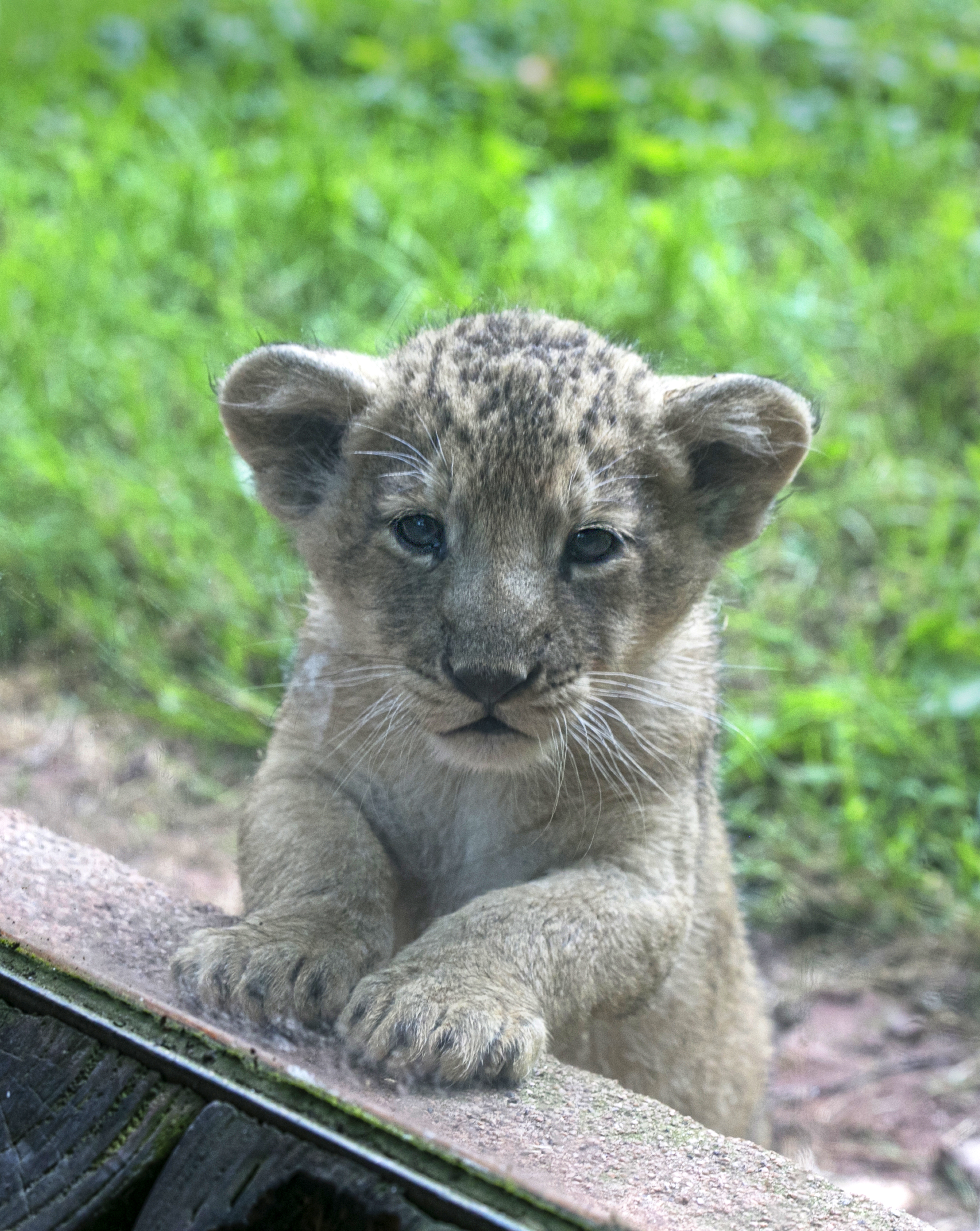 2016 07 PZ Asiatic lion cub portrait large