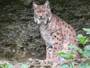 Carpathian lynx