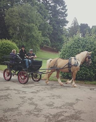 Back at Cockington - horse and carriage rides