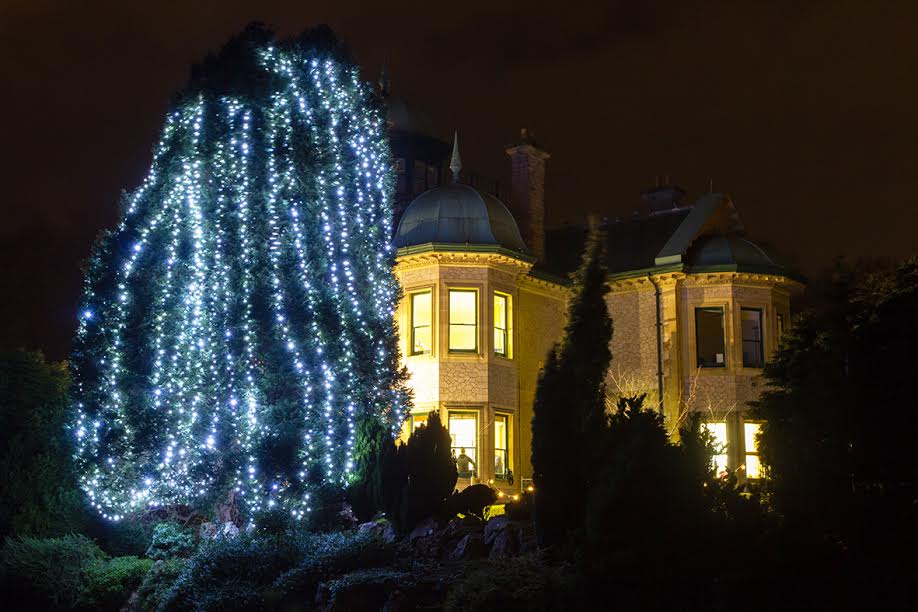 Rowcroft’s Tree of Light glows in Rowcroft’s grounds