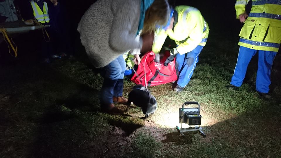 The dog was reunited with it's owner