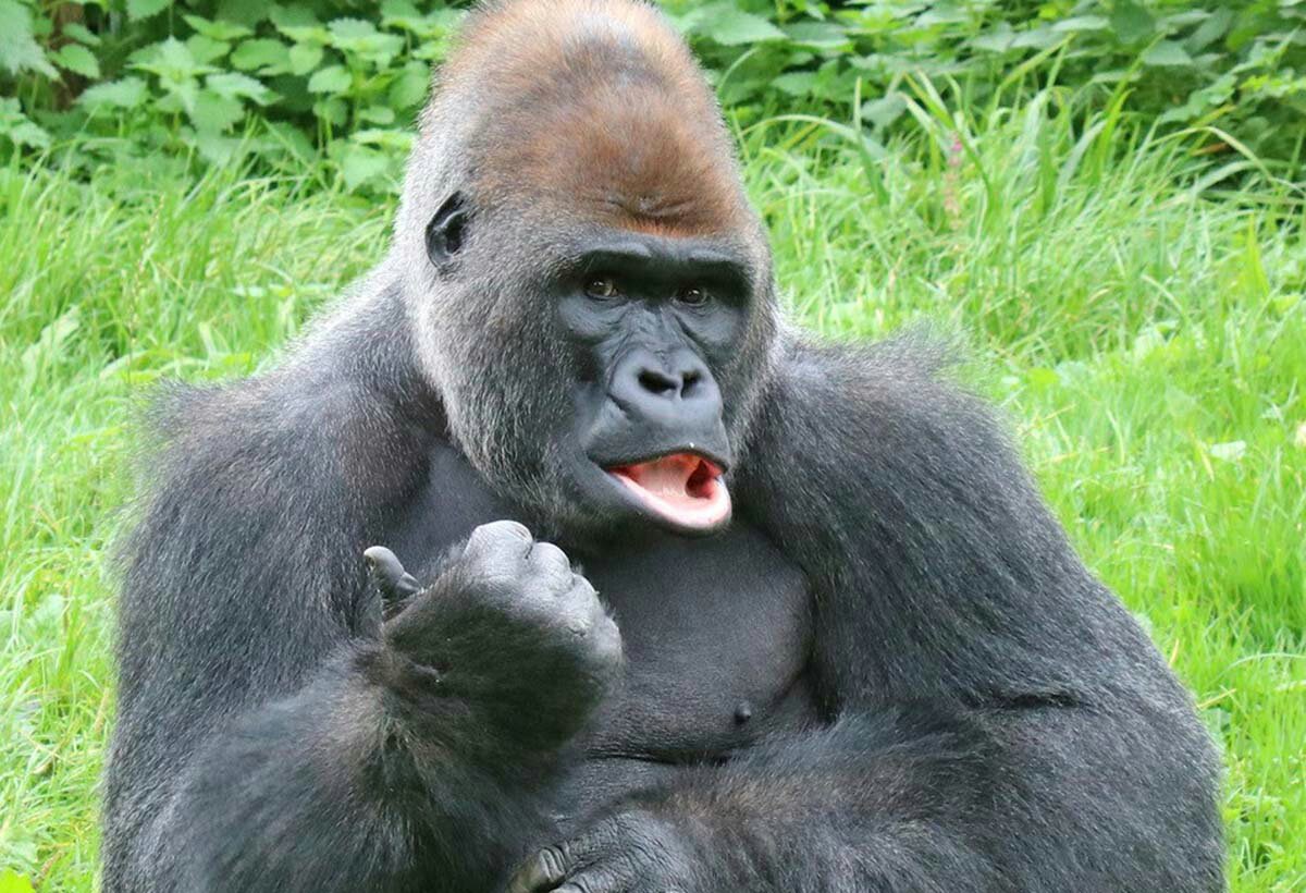 gorilla hands