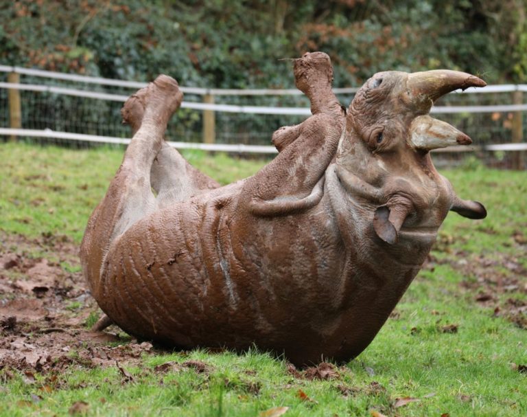 Caught on camera: One-tonne rhino rolling in the mud at Paignton Zoo